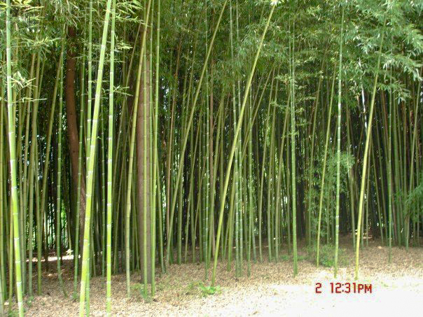 Bamboos trees upon the exit.