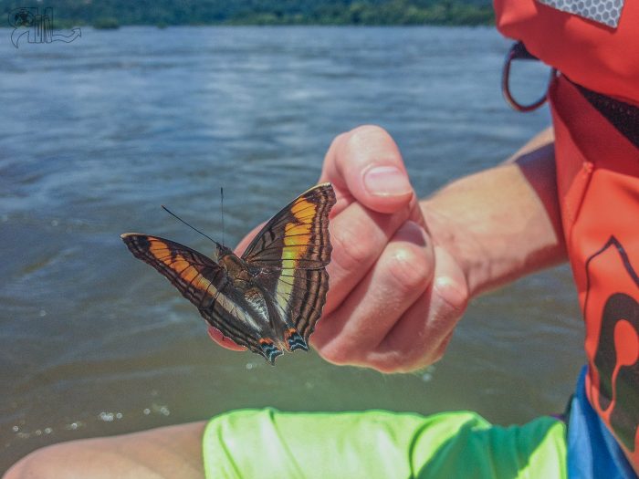 Butterly landed on me while on the rafting trip.