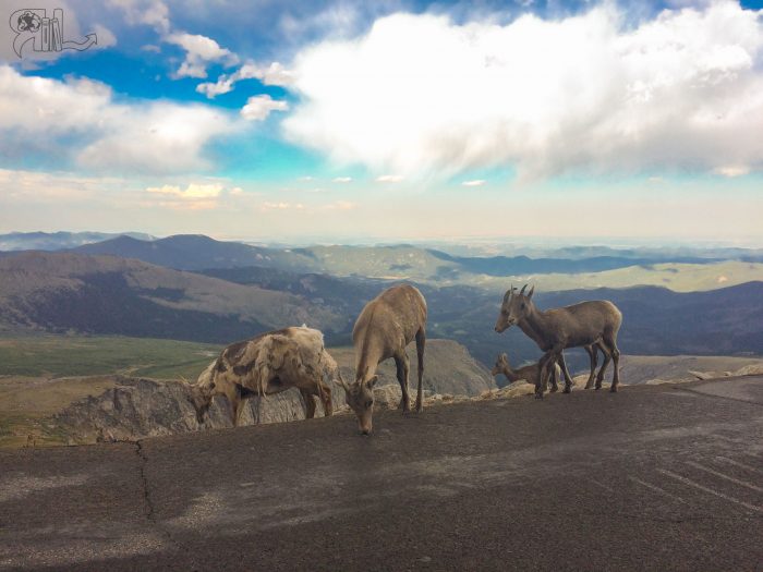 Mountain Goats atop Guanella Pass.